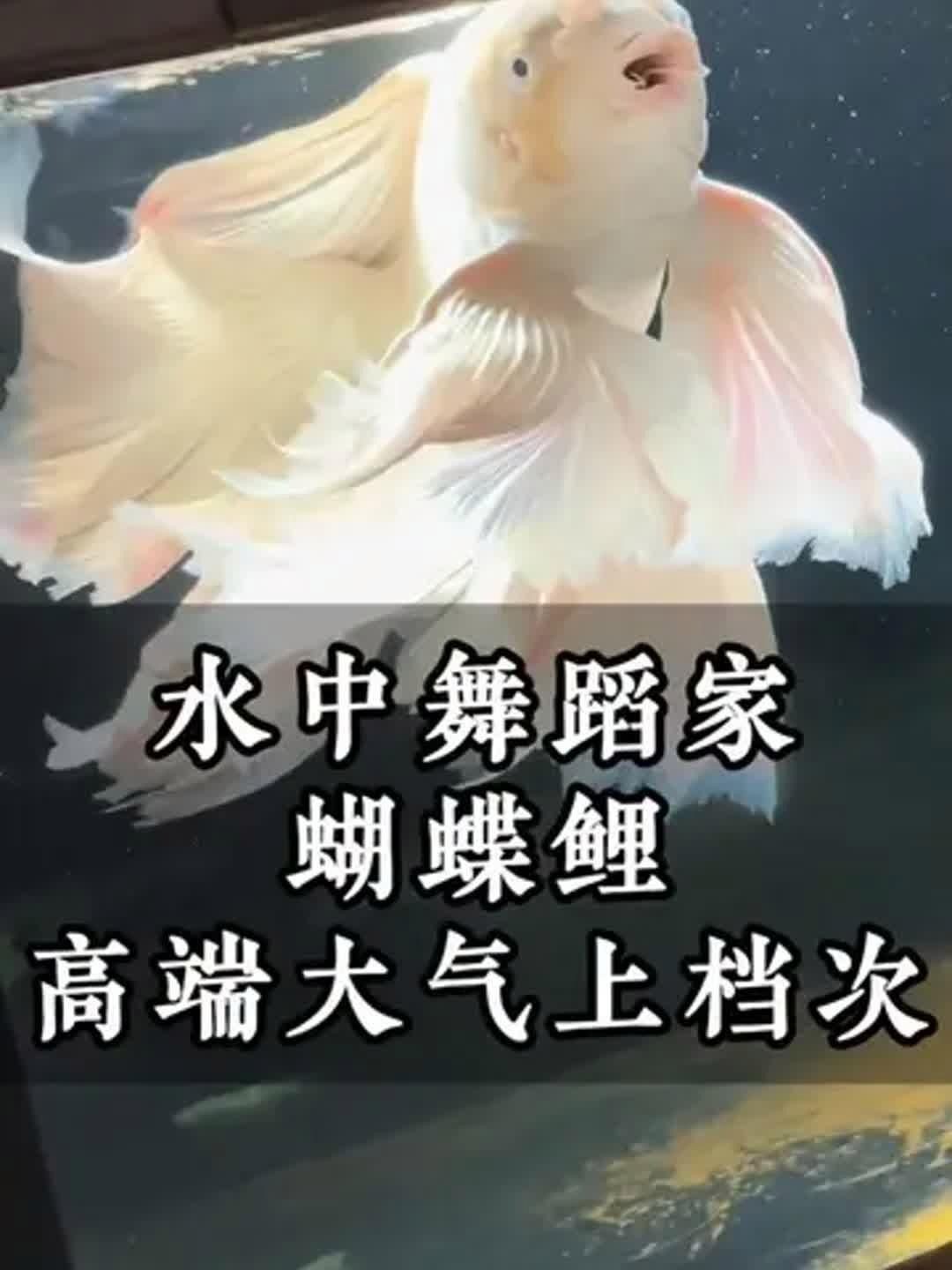 蝴蝶鯉哪個品種最好
