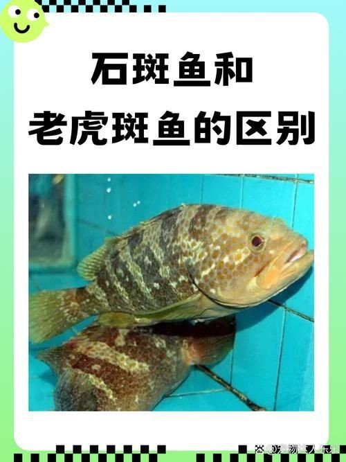 過背金龍魚發色期間需要注意什么，如何判斷過背金龍魚是否發色