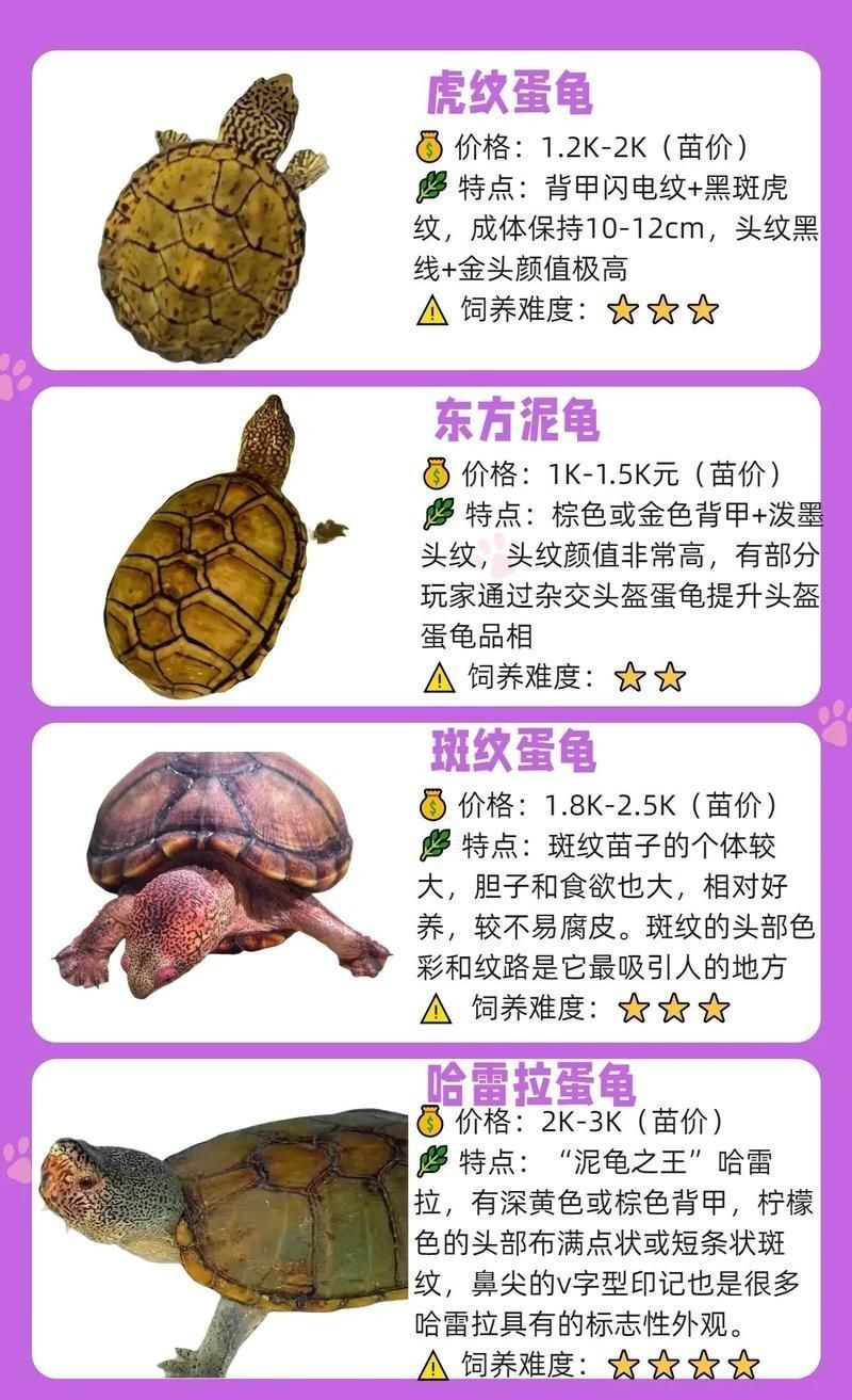 虎紋龍王價格表