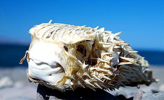 身上長刺的海魚叫什么魚 身上長刺的海魚叫什么魚 龍魚論壇 第2張