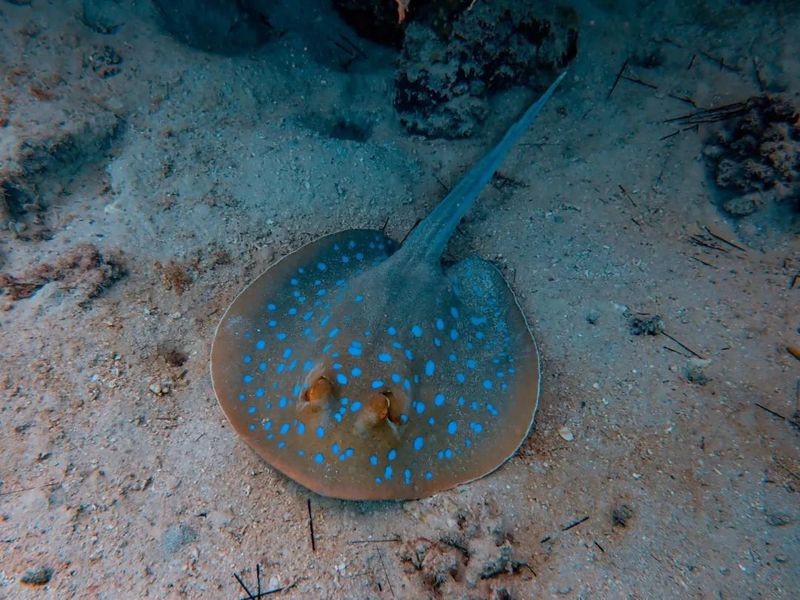 身上長刺的海魚叫什么魚 身上長刺的海魚叫什么魚 龍魚論壇 第3張