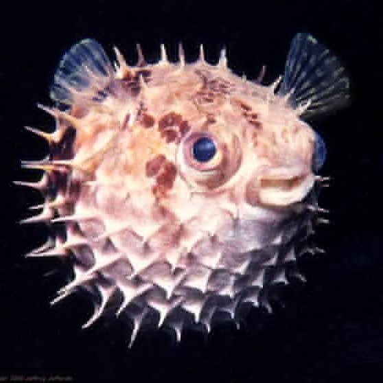 身上長刺的海魚叫什么魚 身上長刺的海魚叫什么魚 龍魚論壇 第4張
