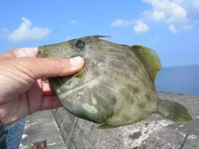 紅頭魚為什么要扒皮