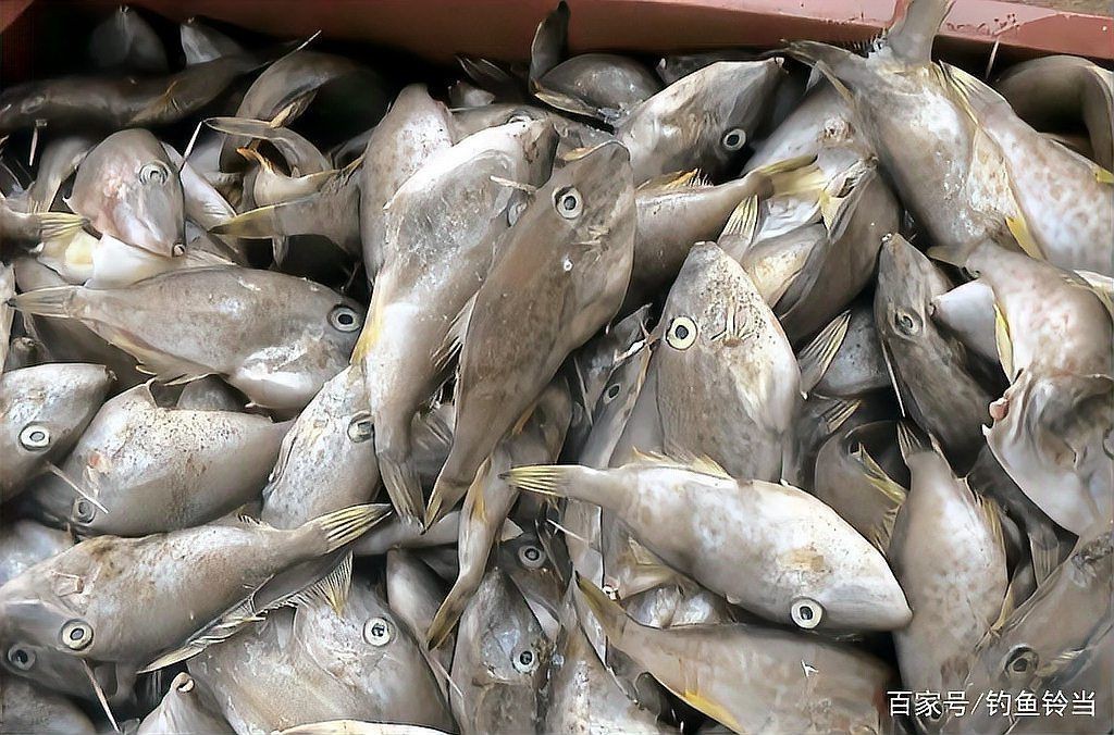 紅頭魚為什么要扒皮