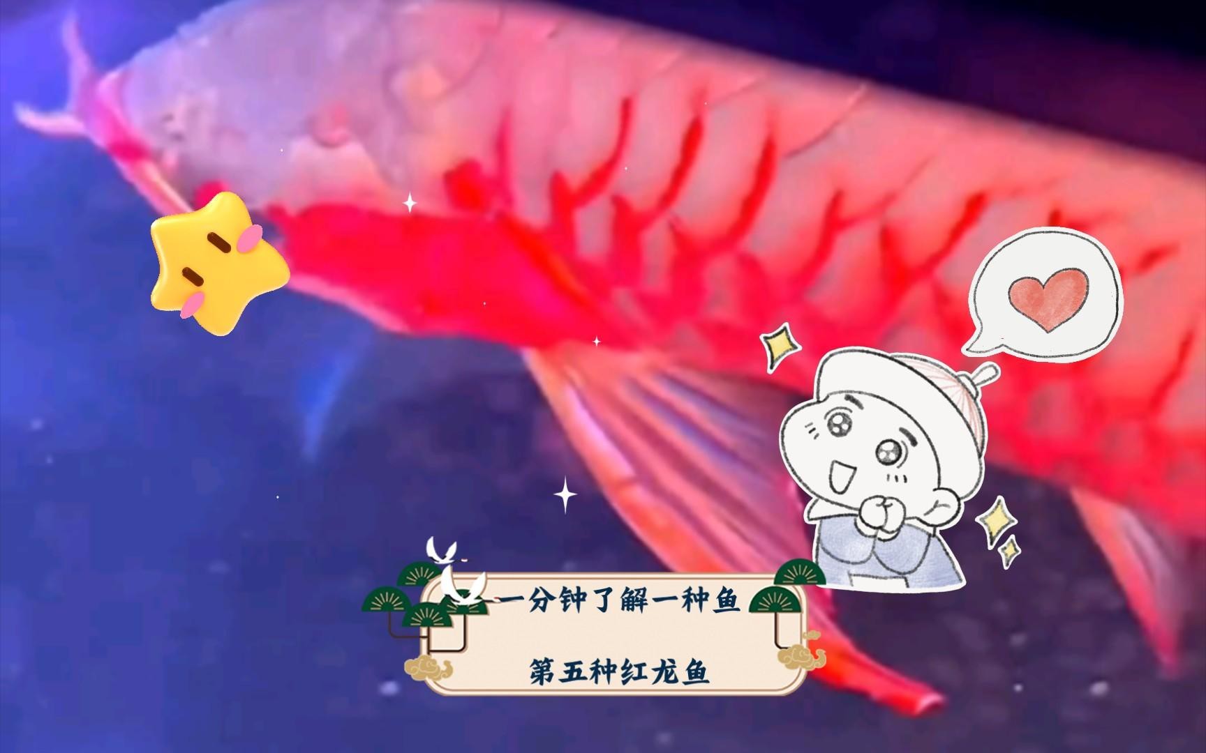 紅龍魚視頻原版免費觀看