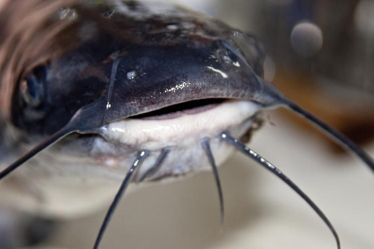 胡子鯰魚圖片