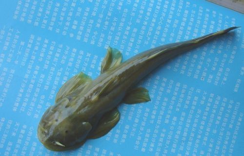 胡子鯰魚圖片