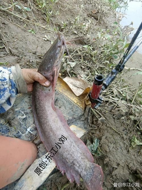 胡子鯰魚圖片