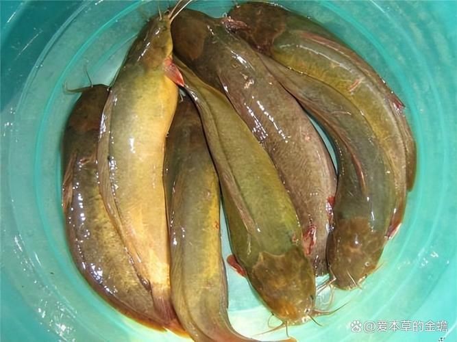 胡子鯰魚圖片