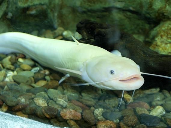 胡子鯰魚圖片