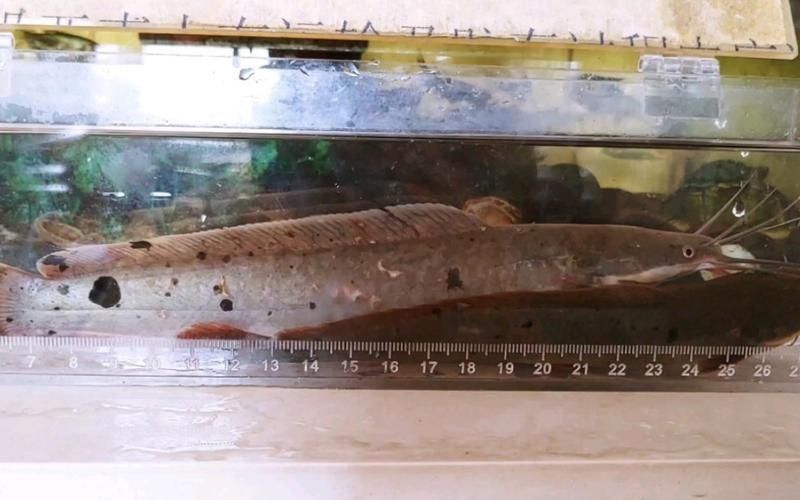 胡子鯰魚圖片