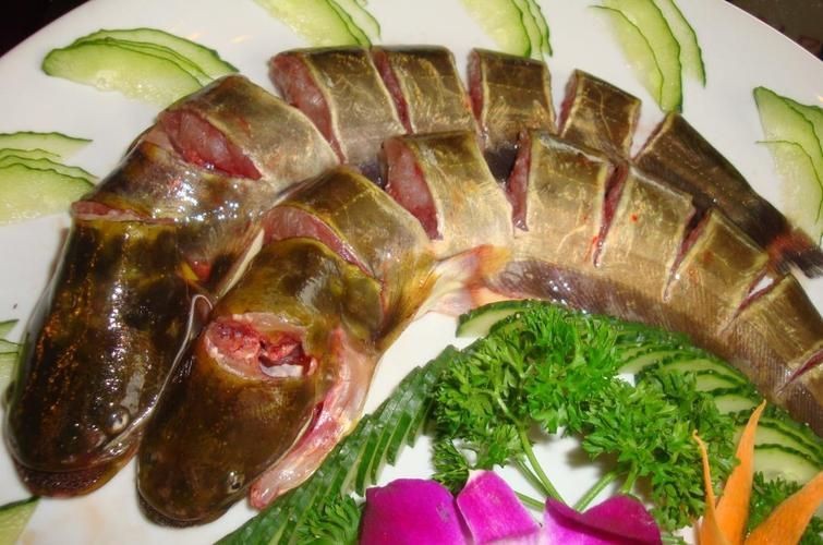 胡子鯰魚圖片