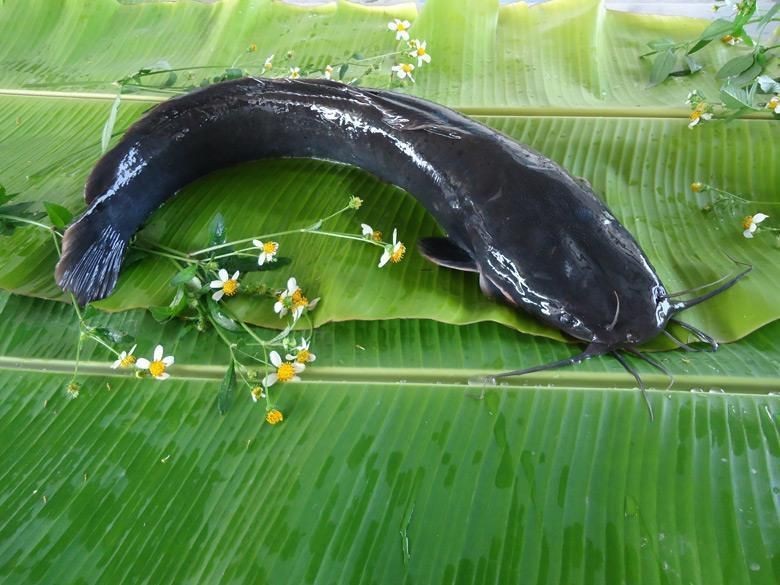 胡子鯰魚圖片