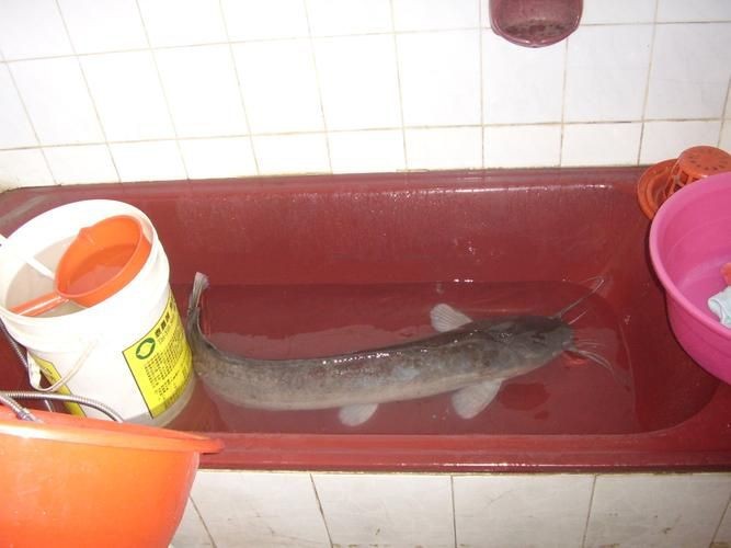 胡子鯰魚圖片