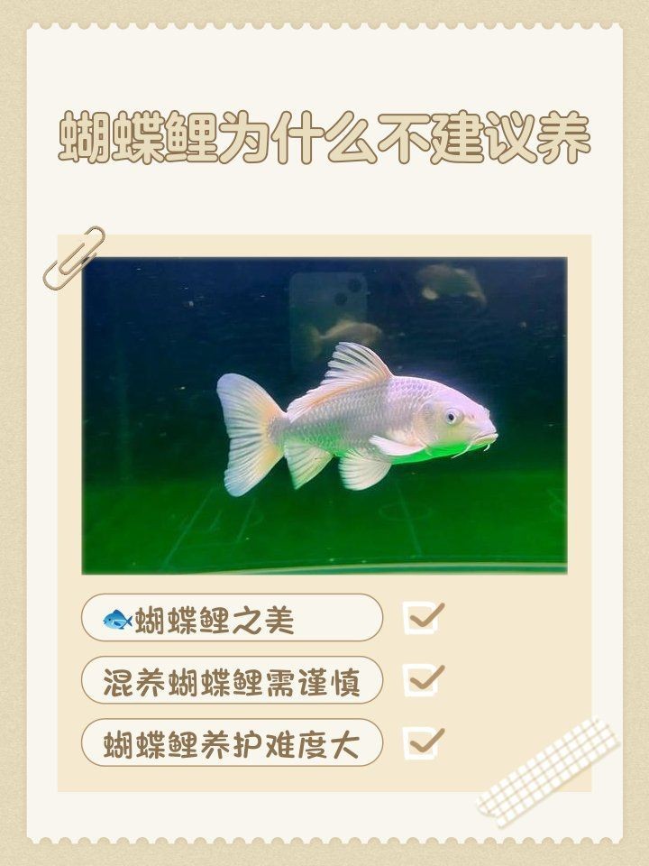 蝴蝶鯉為什么不建議養(yǎng)三條