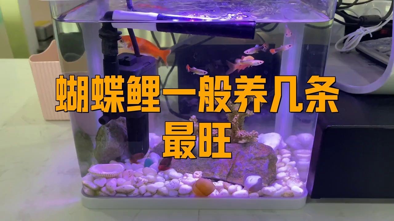蝴蝶鯉為什么不建議養(yǎng)三條