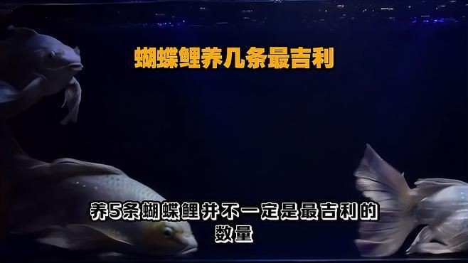 蝴蝶鯉為什么不建議養(yǎng)三條