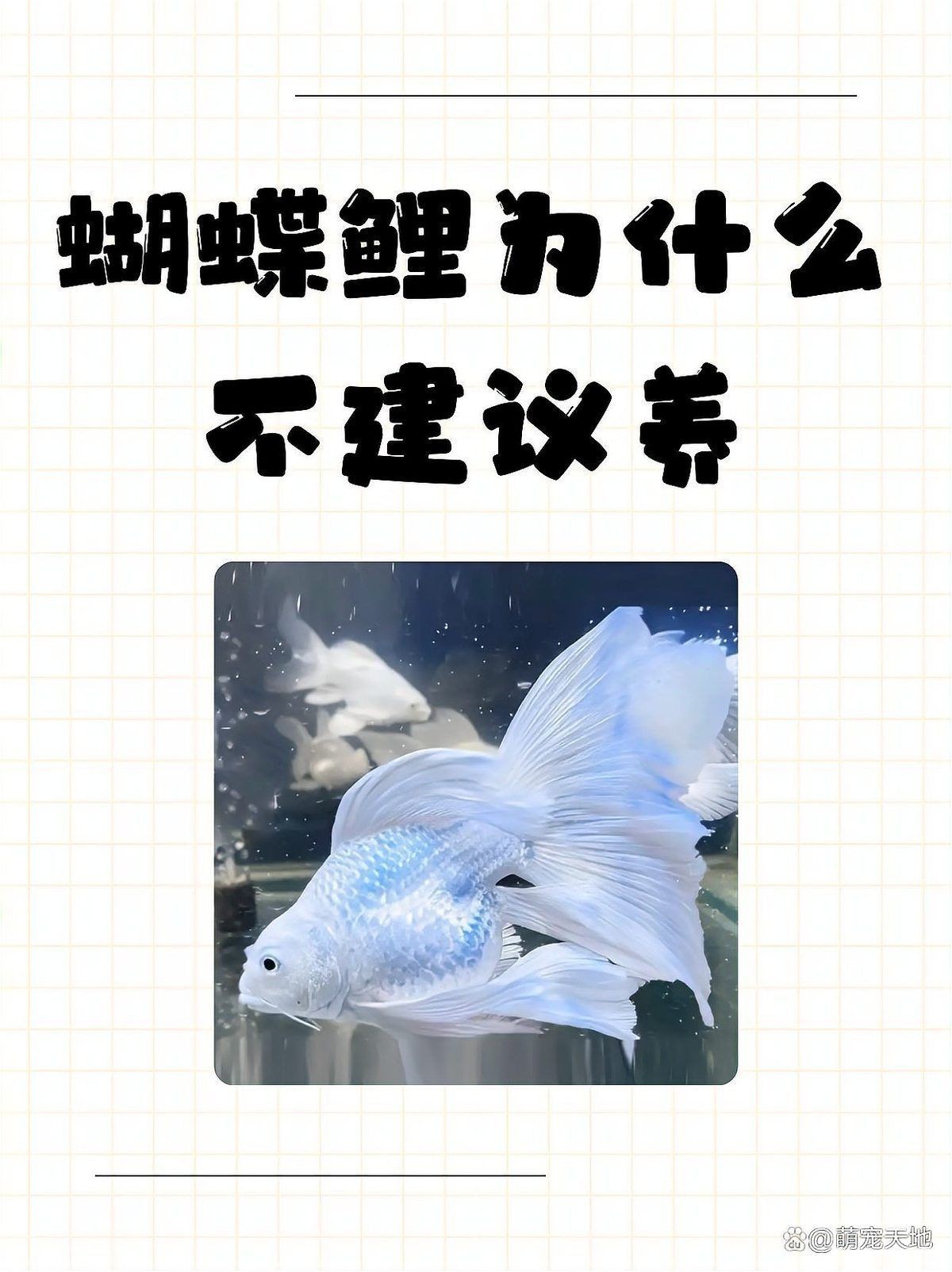 蝴蝶鯉為什么不建議養(yǎng)三條
