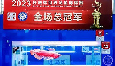 廣州龍魚之家的魚怎么樣