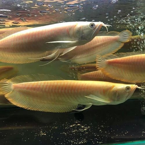 有體型較小的龍魚(yú)嗎圖片