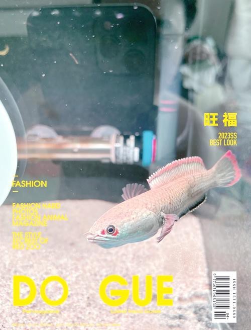 有體型較小的龍魚(yú)嗎圖片