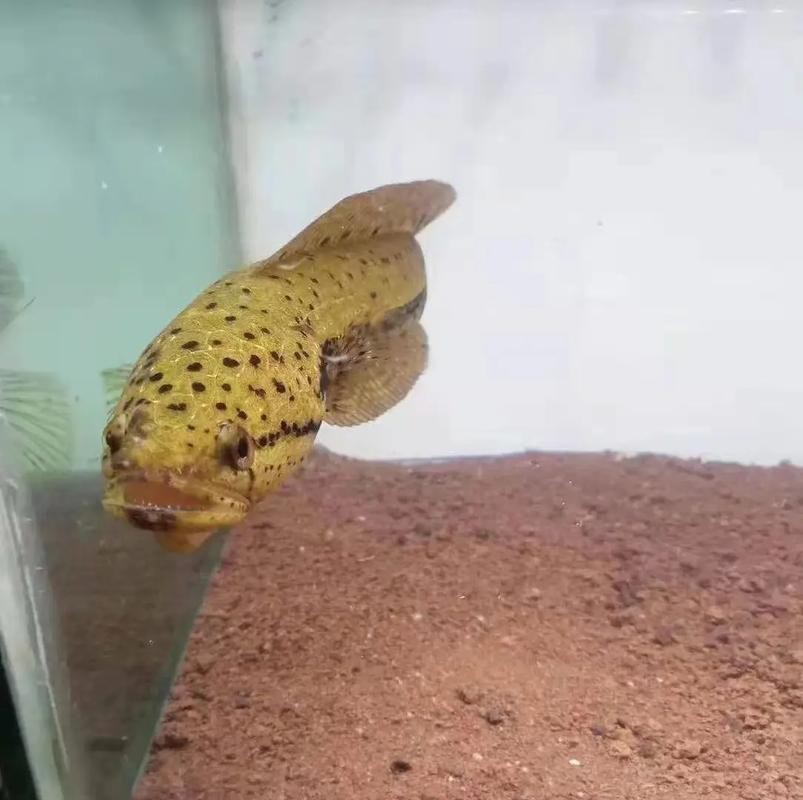 有體型較小的龍魚(yú)嗎圖片