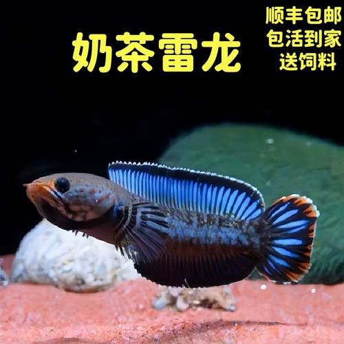 有體型較小的龍魚(yú)嗎圖片