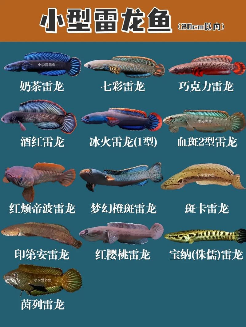 有體型較小的龍魚(yú)嗎圖片