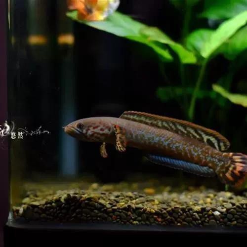 有體型較小的龍魚(yú)嗎圖片