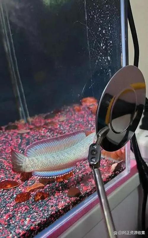 有體型較小的龍魚(yú)嗎圖片