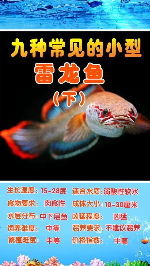 有體型較小的龍魚(yú)嗎圖片