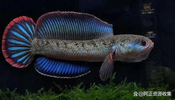 有體型較小的龍魚(yú)嗎圖片