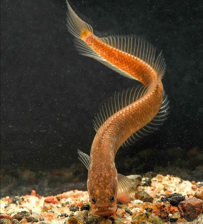 有體型較小的龍魚(yú)嗎圖片