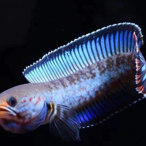 有體型較小的龍魚(yú)嗎圖片