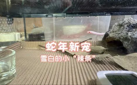 花鳥魚寵鵬