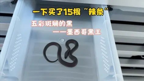 花鳥魚寵鵬
