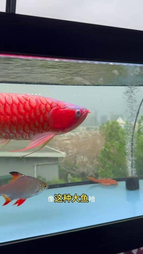 龍魚一會趴缸一會游來游去正常嗎圖片 龍魚一會趴缸一會游來游去正常嗎圖片 龍魚百科 第15張