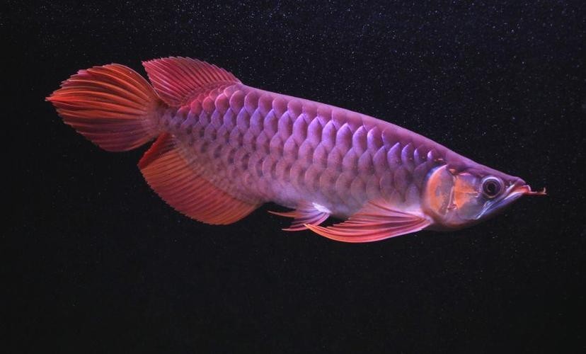 龍魚一會趴缸一會游來游去正常嗎圖片 龍魚一會趴缸一會游來游去正常嗎圖片 龍魚百科 第12張