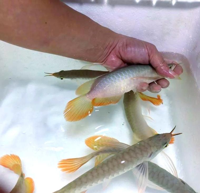 龍魚一會趴缸一會游來游去正常嗎圖片 龍魚一會趴缸一會游來游去正常嗎圖片 龍魚百科 第20張