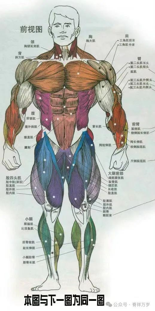 鱷魚恐龍圖片大全大圖 鱷魚恐龍圖片大全大圖 龍魚論壇 第20張