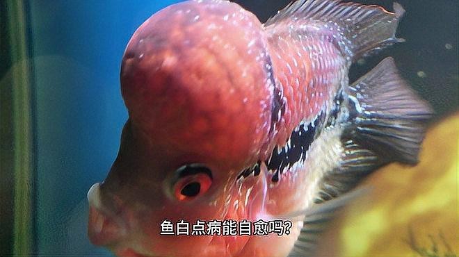 龍魚白點病會自愈嗎？