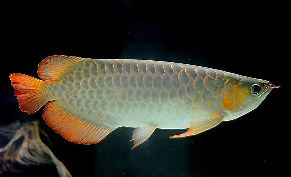雷龍魚好養(yǎng)還是銀龍魚好養(yǎng)(雷龍魚好養(yǎng)還是銀龍魚好養(yǎng)呢)