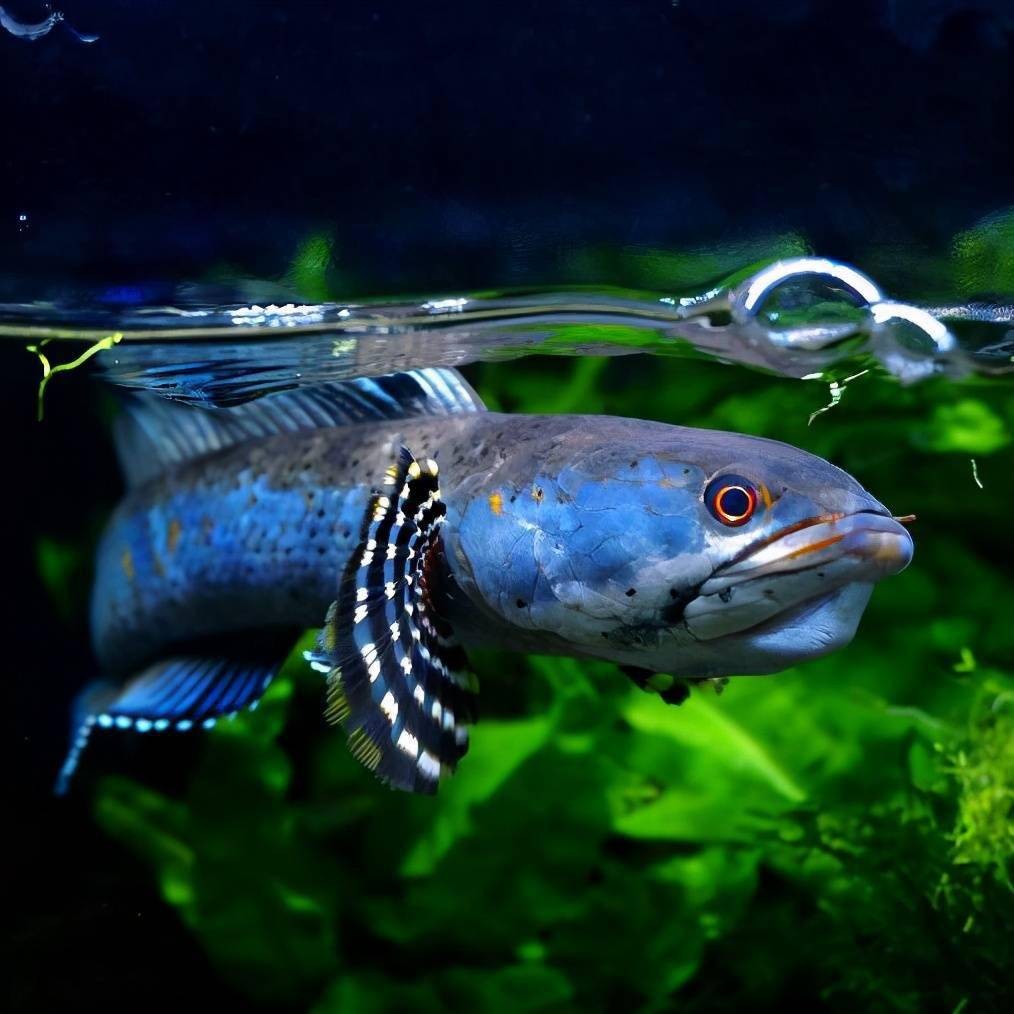 雷龍魚好養(yǎng)還是銀龍魚好養(yǎng)(雷龍魚好養(yǎng)還是銀龍魚好養(yǎng)呢)