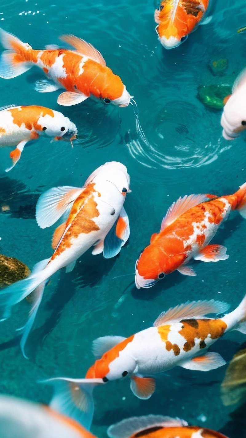 有沒有更多紅龍魚動態壁紙？