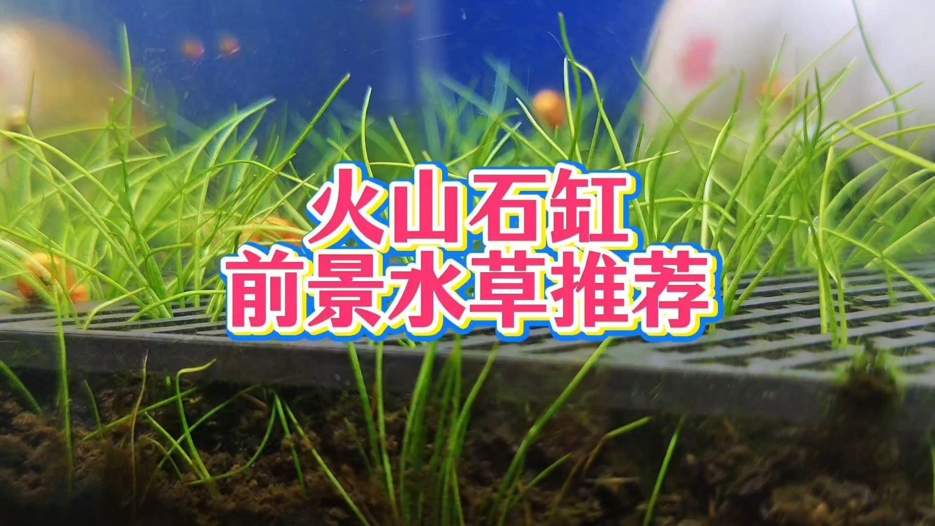 給我推薦一些適合龍魚缸的前景草