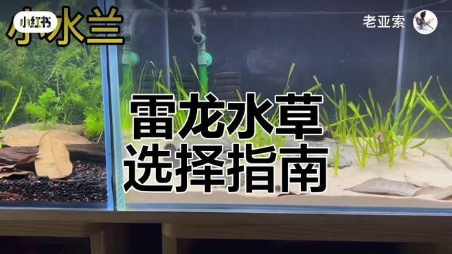 給我推薦一些適合龍魚缸的前景草