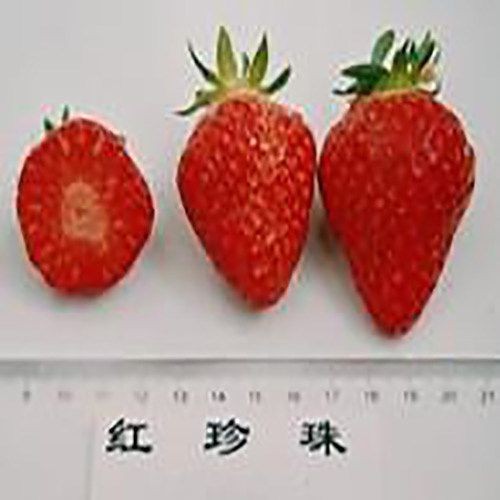 紅珍珠是朱巴利