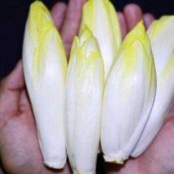 蝴蝶鯉爆須為什么貴