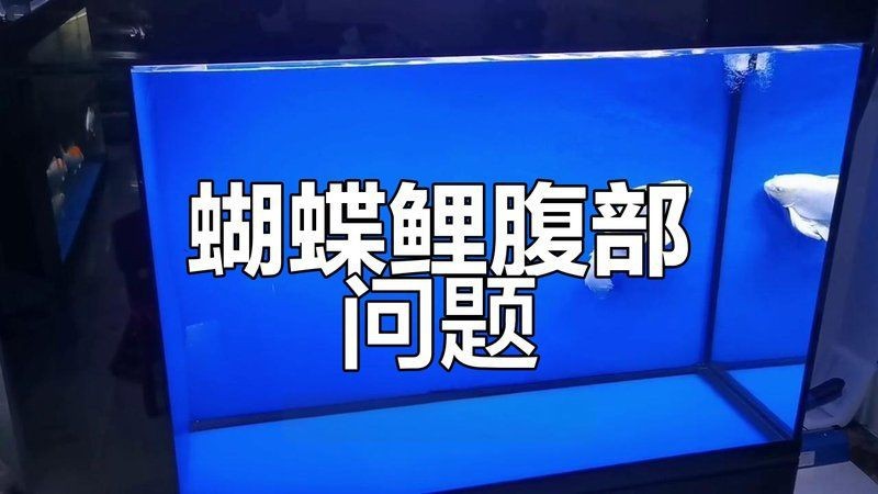 蝴蝶鯉爆須為什么貴