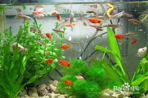 如何刺激銀龍魚開口吃食(銀龍魚用什么催食開口) 如何刺激銀龍魚開口吃食(銀龍魚用什么催食開口) 銀龍魚百科